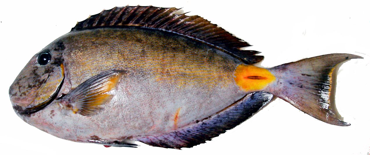 Acanthurus monroviae_0999.jpg